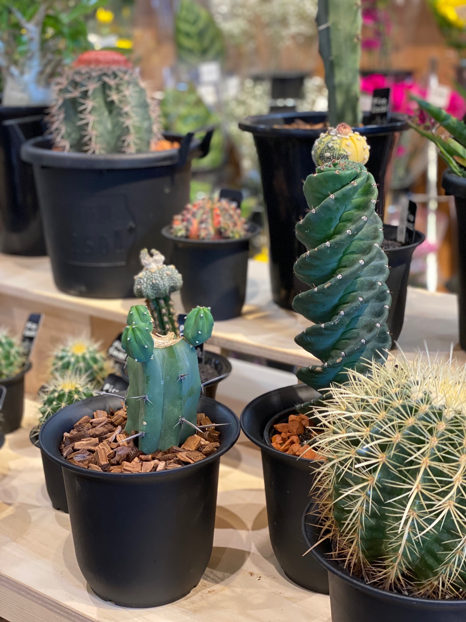 サボテン多肉植物のイベントを開催しました | 【公式】くみまちモール