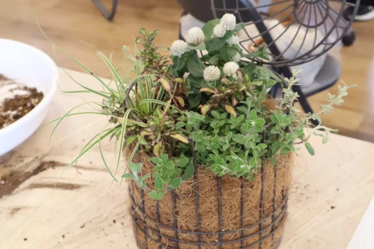 Den.aphyllum 寄せ植え Den.aphyllum 寄せ植え