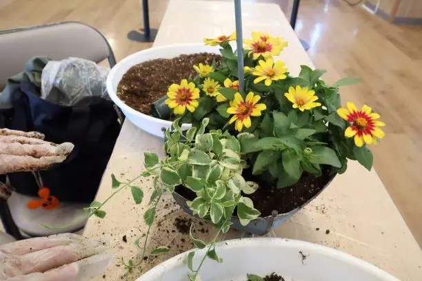 寄せ植えWORK SHOP🥀2024/8～12の開催レポート🌹 | 【公式】くみまち