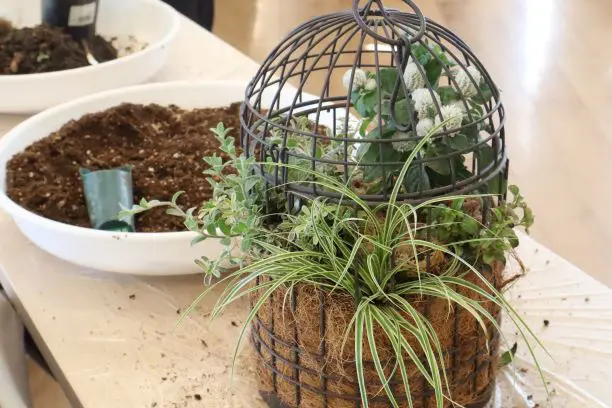 寄せ植えWORK SHOP🥀2024/8～12の開催レポート🌹 | 【公式】くみまち