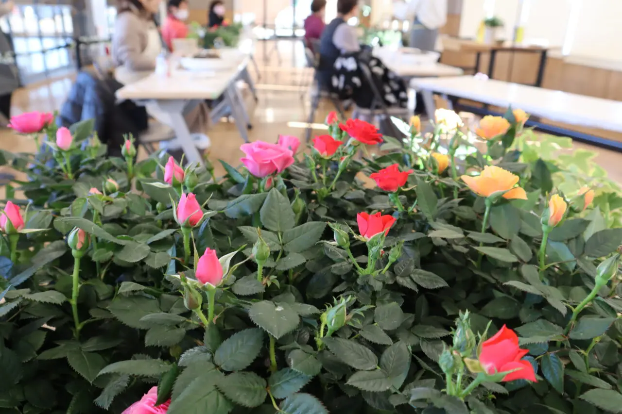 1月の寄せ植えWORK SHOPを開催しました🌹 | 【公式】くみまちモールあさか